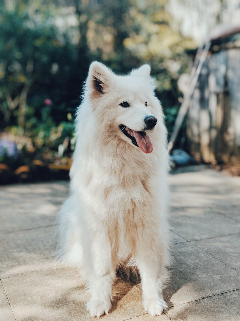 dog boarding west los angeles
