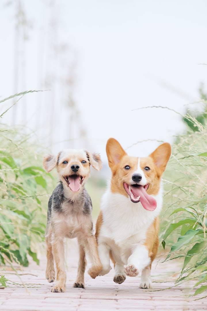doggy daycare prices