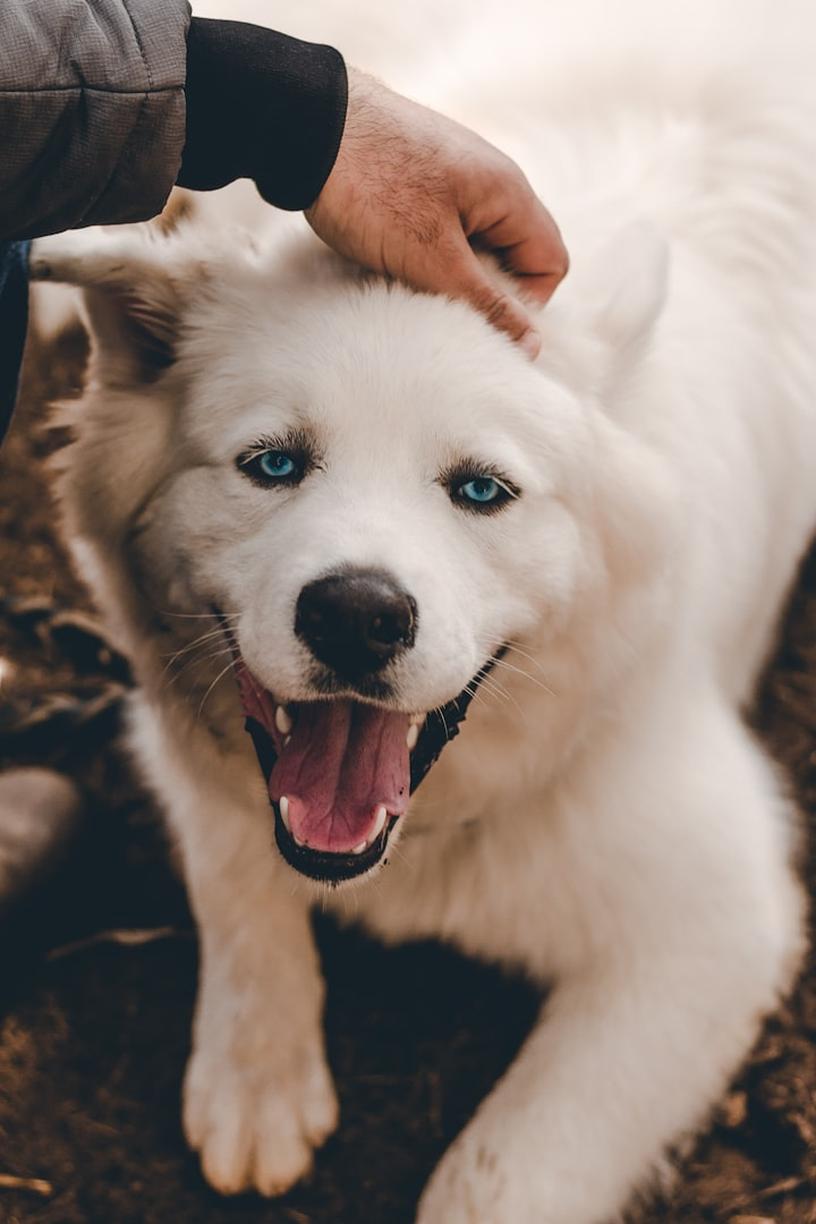 pet pickup and drop off service