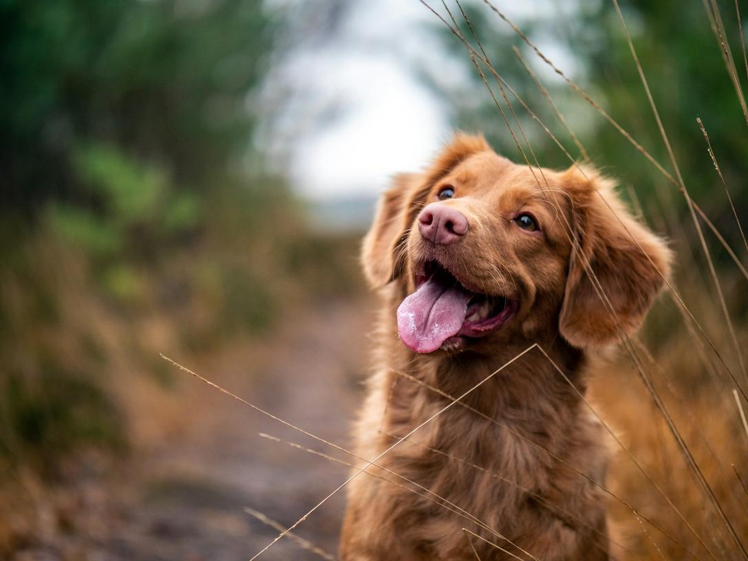 hiking in los angeles with dogs